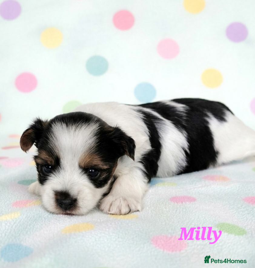 Yorkshire Terrier dogs Beautiful Biewer Terrier 🥰 - Advert 11