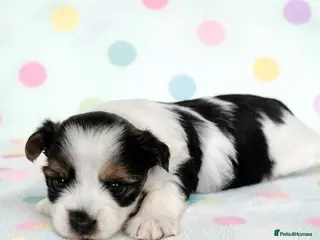 Yorkshire Terrier dogs Beautiful Biewer Terrier 🥰 - Advert 11