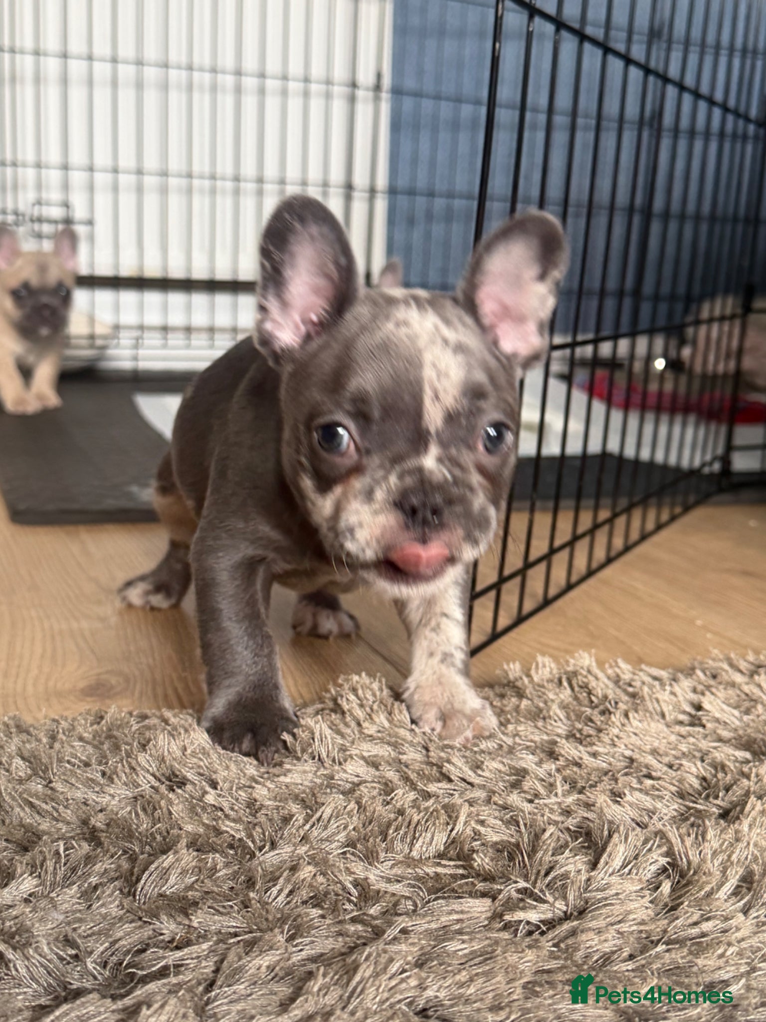 French Bulldog dogs 1 male French bulldog left merle - Advert 1