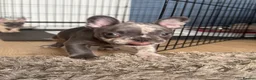 French Bulldog dogs for sale: 1 male French bulldog left merle - Advert 2