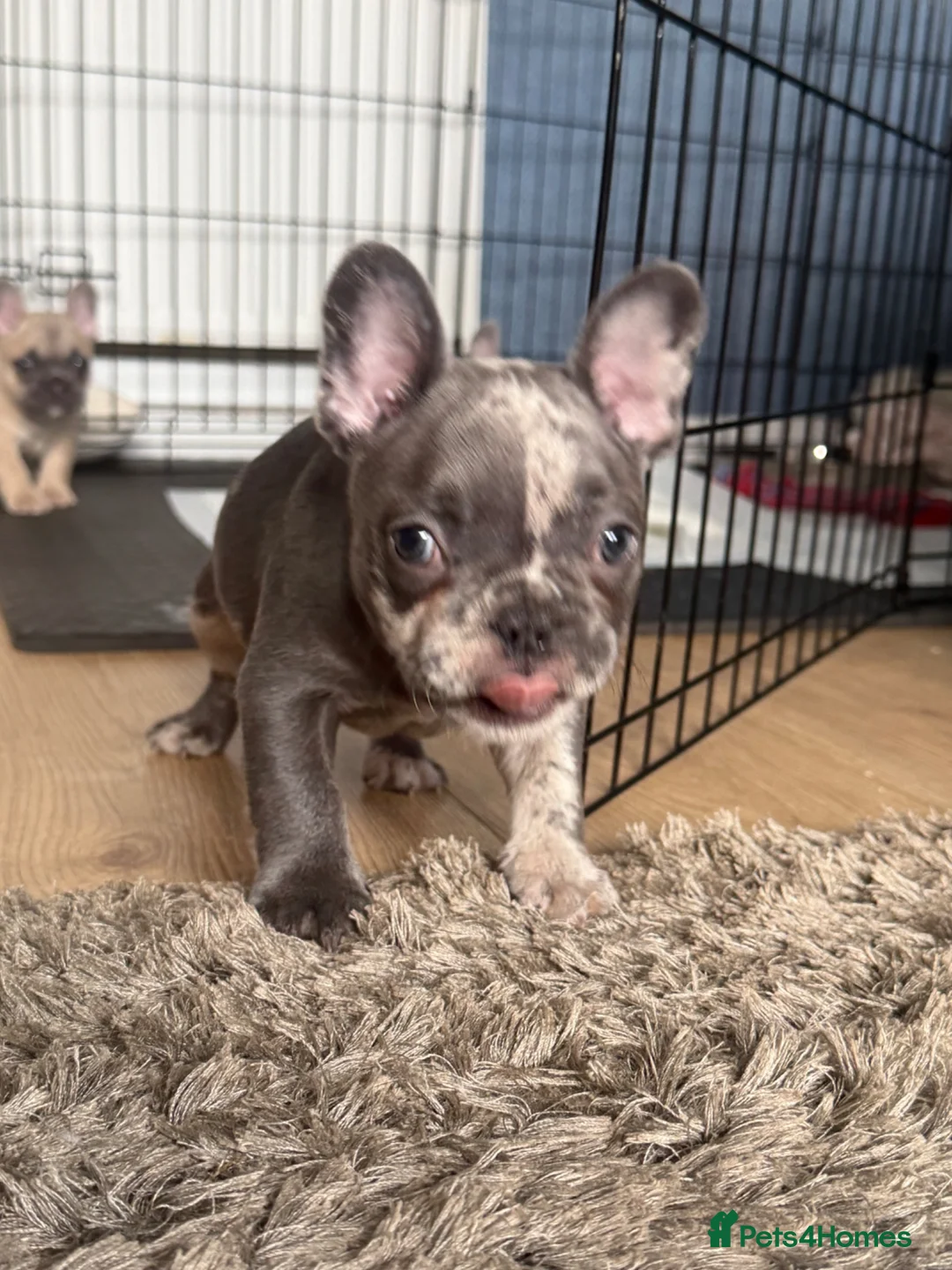 French Bulldog dogs for sale: 1 male French bulldog left merle - Advert 2