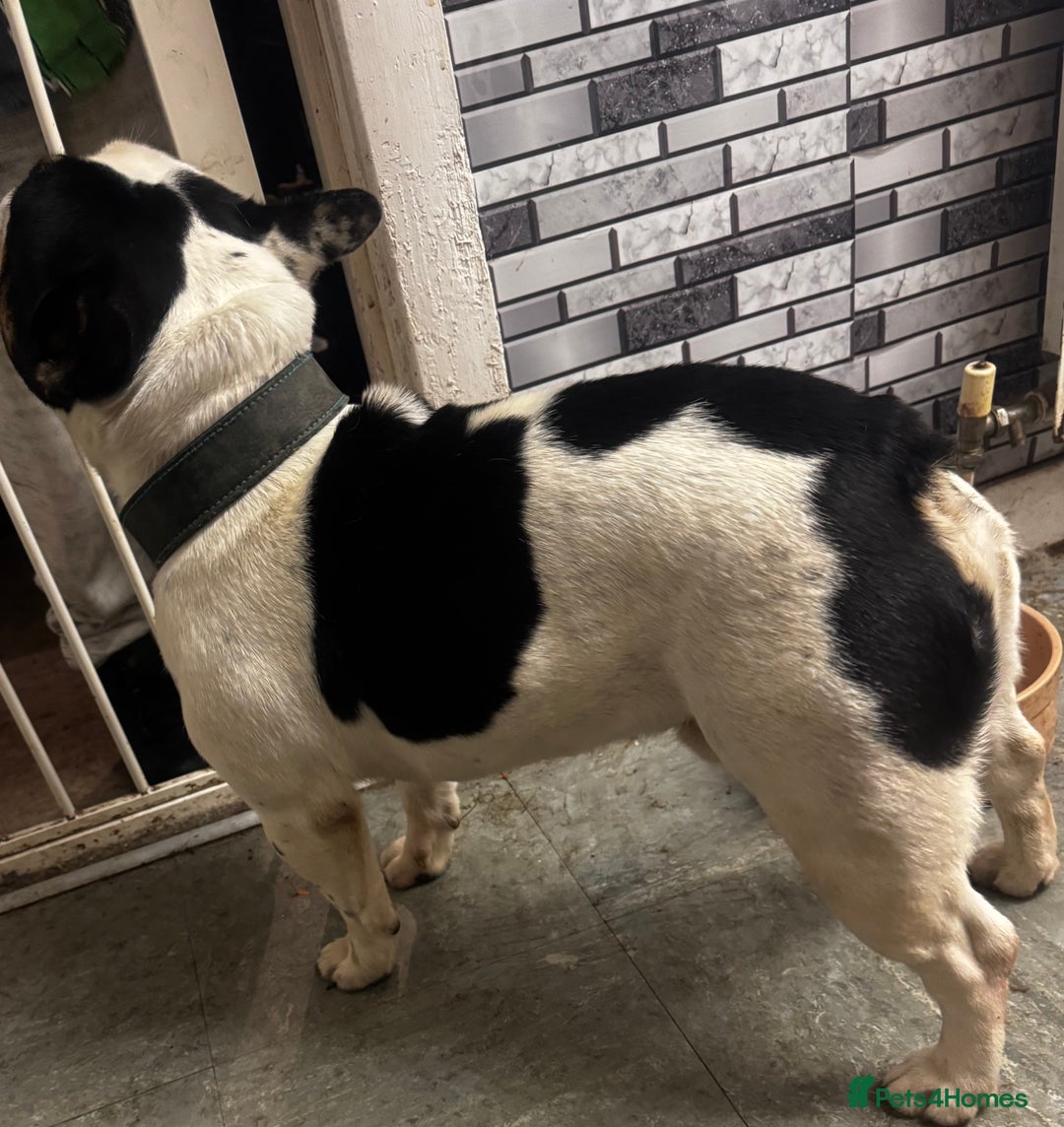 French Bulldog dogs for sale: Beautiful French bulldog  - Advert 4