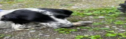 Cockalier dogs for sale: Cockalier puppies in Bradford - Advert 2