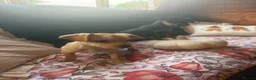 Mixed Breed dogs for sale: King Charles puppies mixed two boys in Bristol - Advert 3