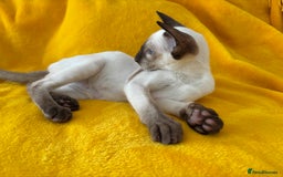 Oriental cats for sale: lilac solid girl and chocolate point boy - Image 6