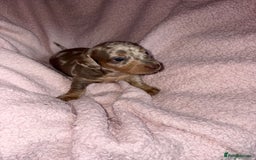 Dachshund dogs for sale: Isabelle and tan dachshund pups  - Image 4