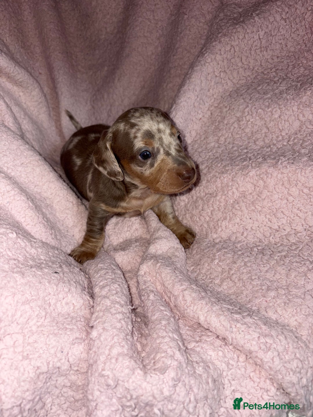 Dachshund dogs for sale: Isabelle and tan dachshund pups  - Image 4