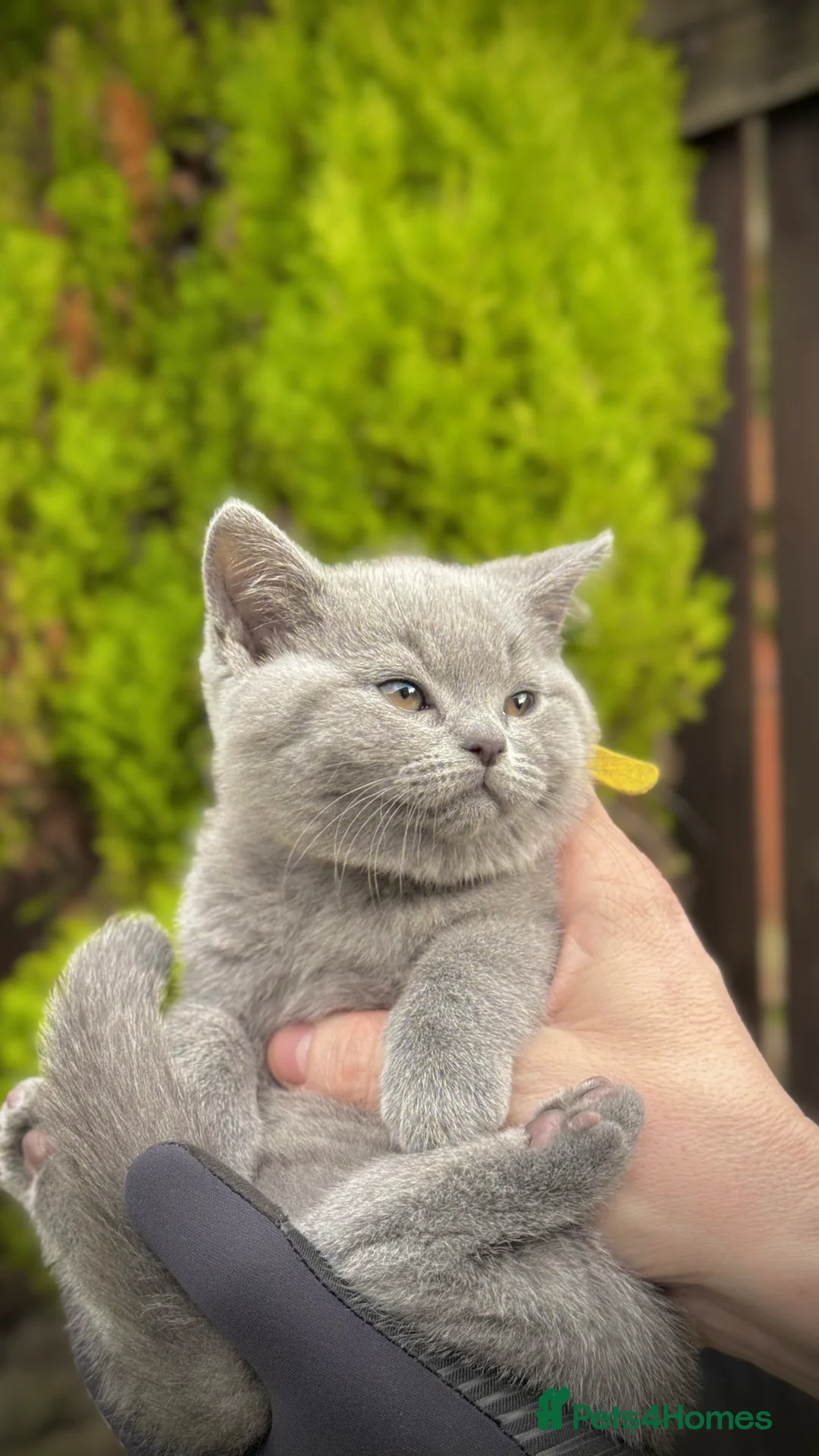 British Shorthair cats for sale: Adorable British Shorthair Blue and Lilic kittens - Advert 3
