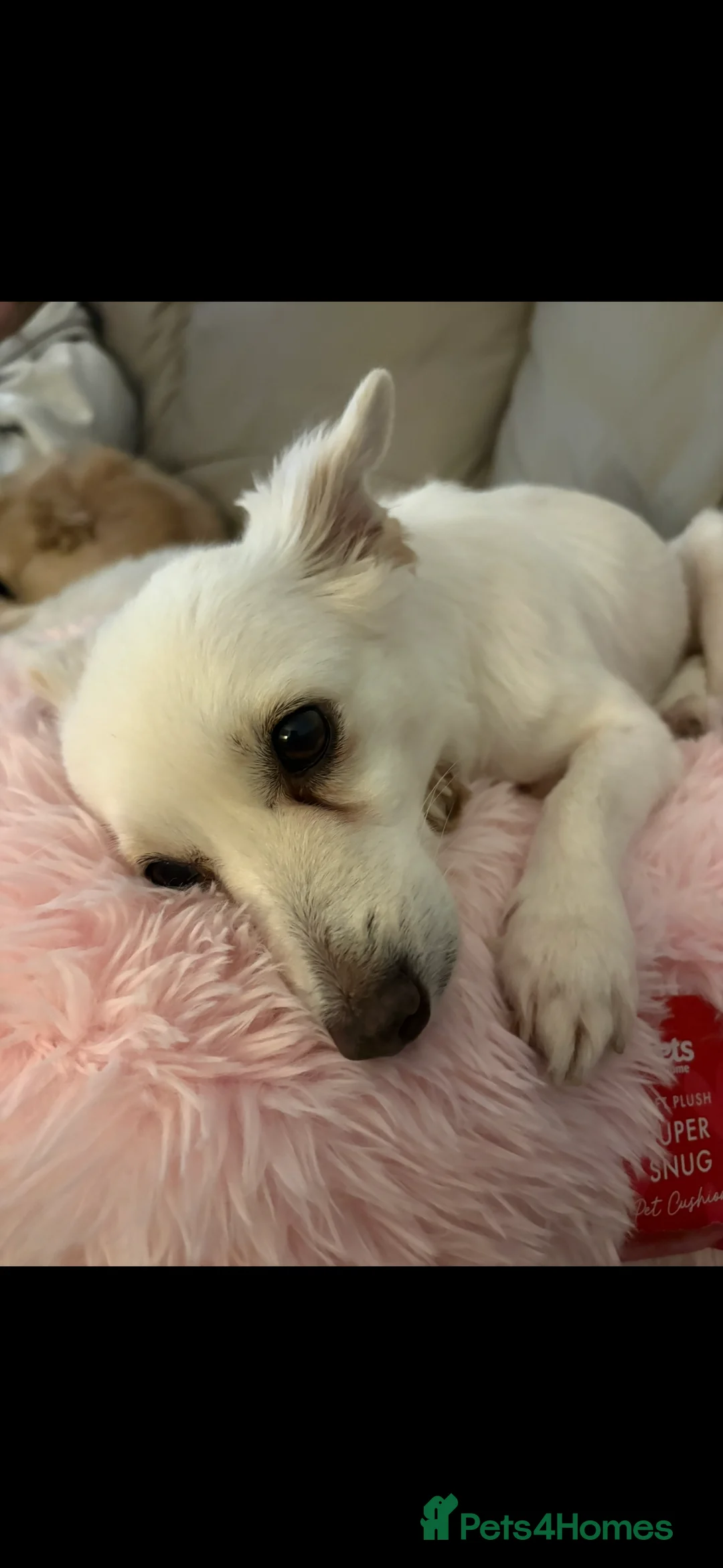 Mixed Breed dogs for sale: Summer chihuahua mix 2/3 years girl - Advert 1