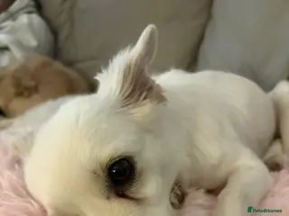 Mixed Breed dogs Summer chihuahua mix 2/3 years girl - Advert 3