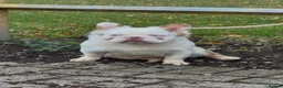 French Bulldog dogs for stud: Rojo cherry tan fluffy koi with pink - Advert 2