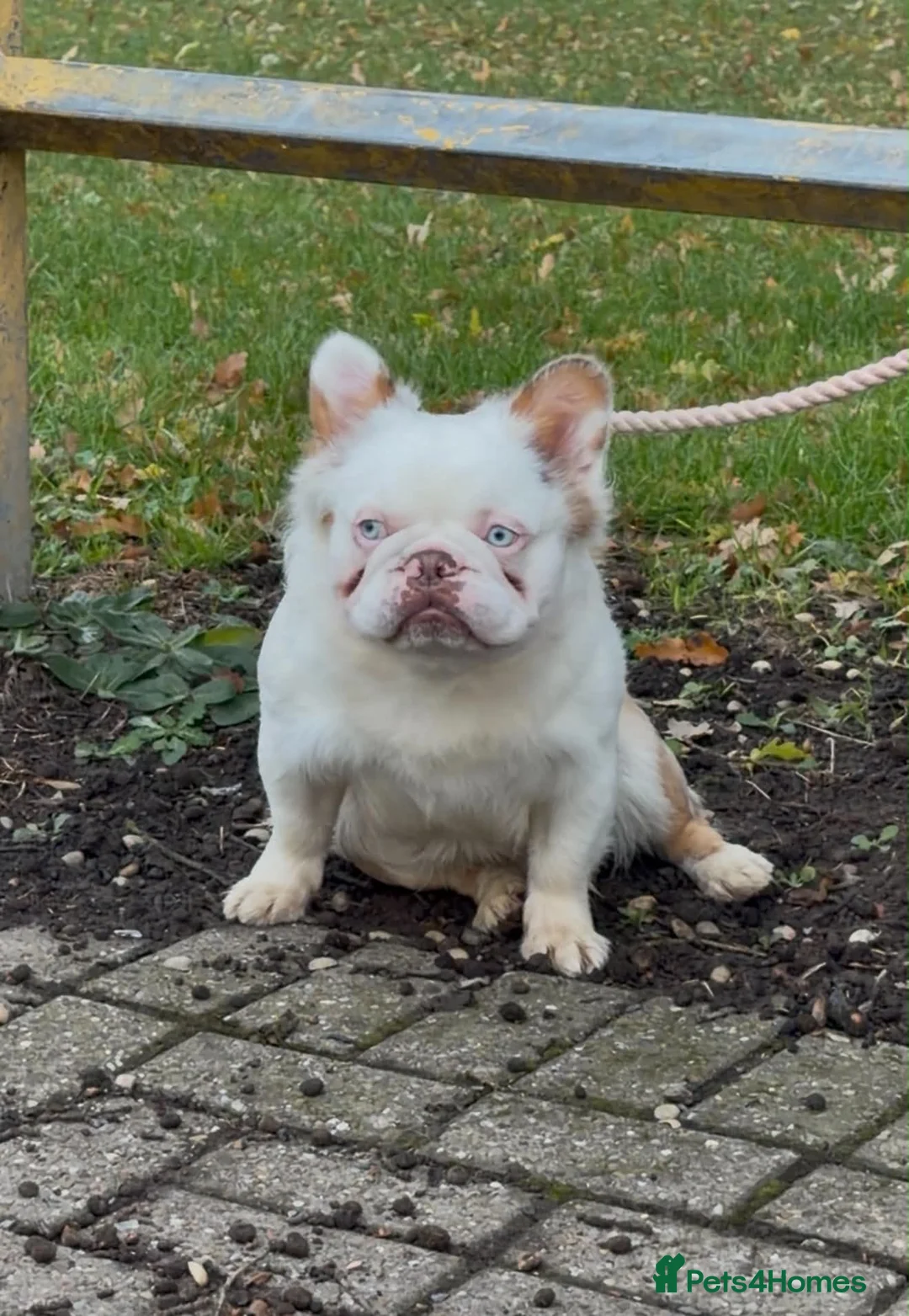 French Bulldog dogs for stud: Rojo cherry tan fluffy koi with pink - Advert 2