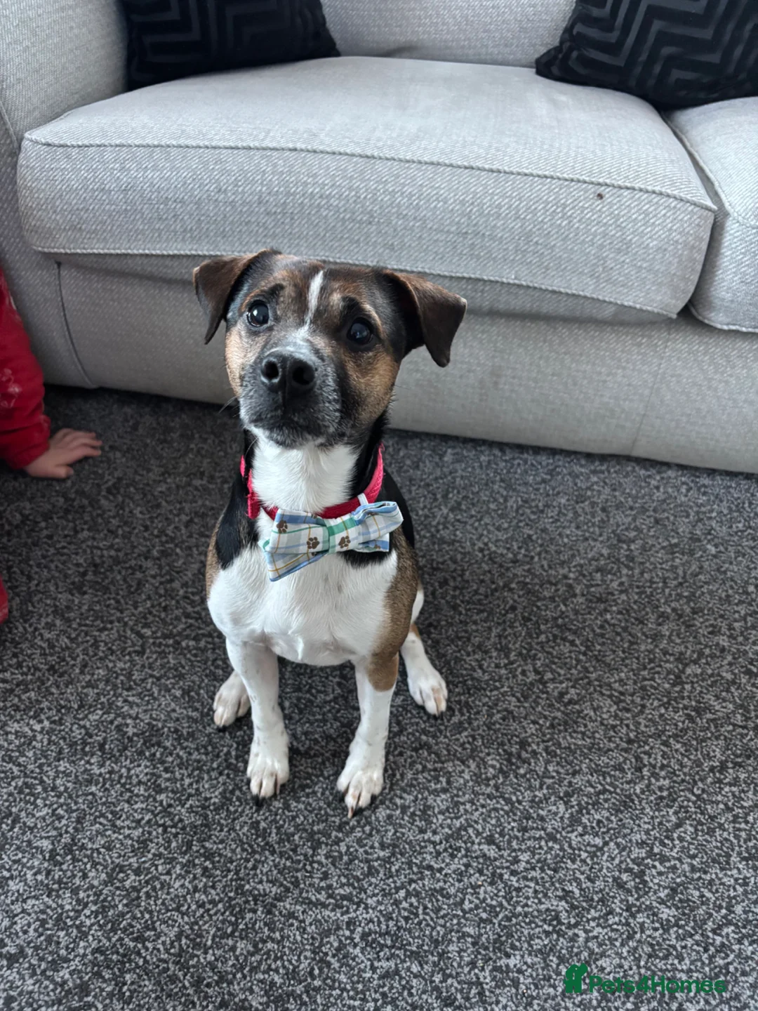 Plummer Terrier dogs for stud: STUD ONLY ( Plummer terrier)  in Dundee - Advert 18