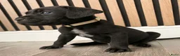 Cane Corso dogs for sale: Full Cane Corso Puppies -Blue/Grey & Black & White - Advert 15