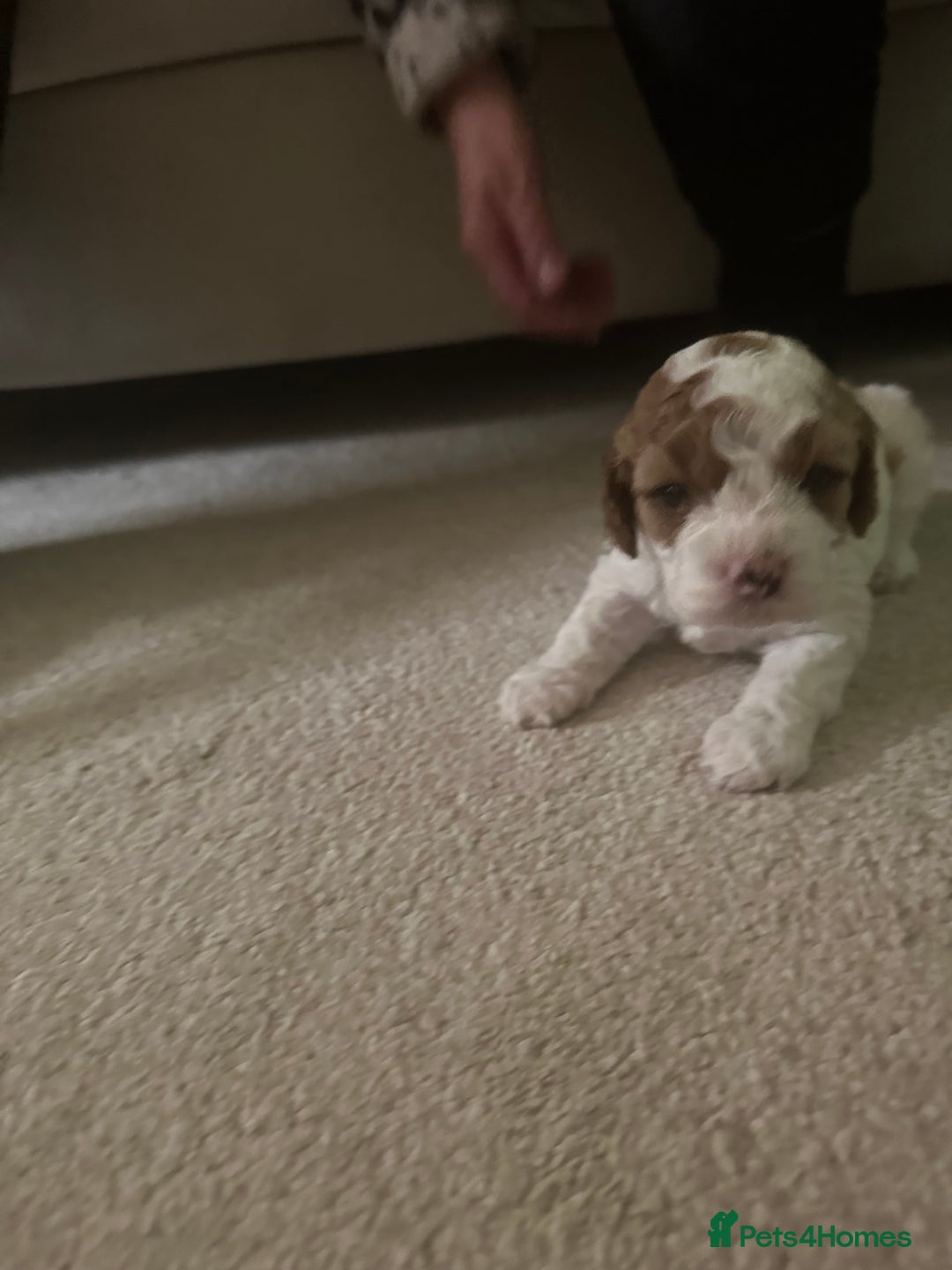 Cavapoo dogs for sale: Cavapoo f2 puppies  - Advert 15