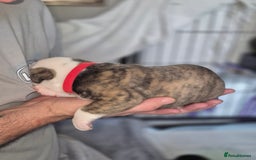 Olde English Bulldogge dogs for sale: STUNNING LITTER OF OLD ENGLISH BULLDOGS 😍  - Image 17