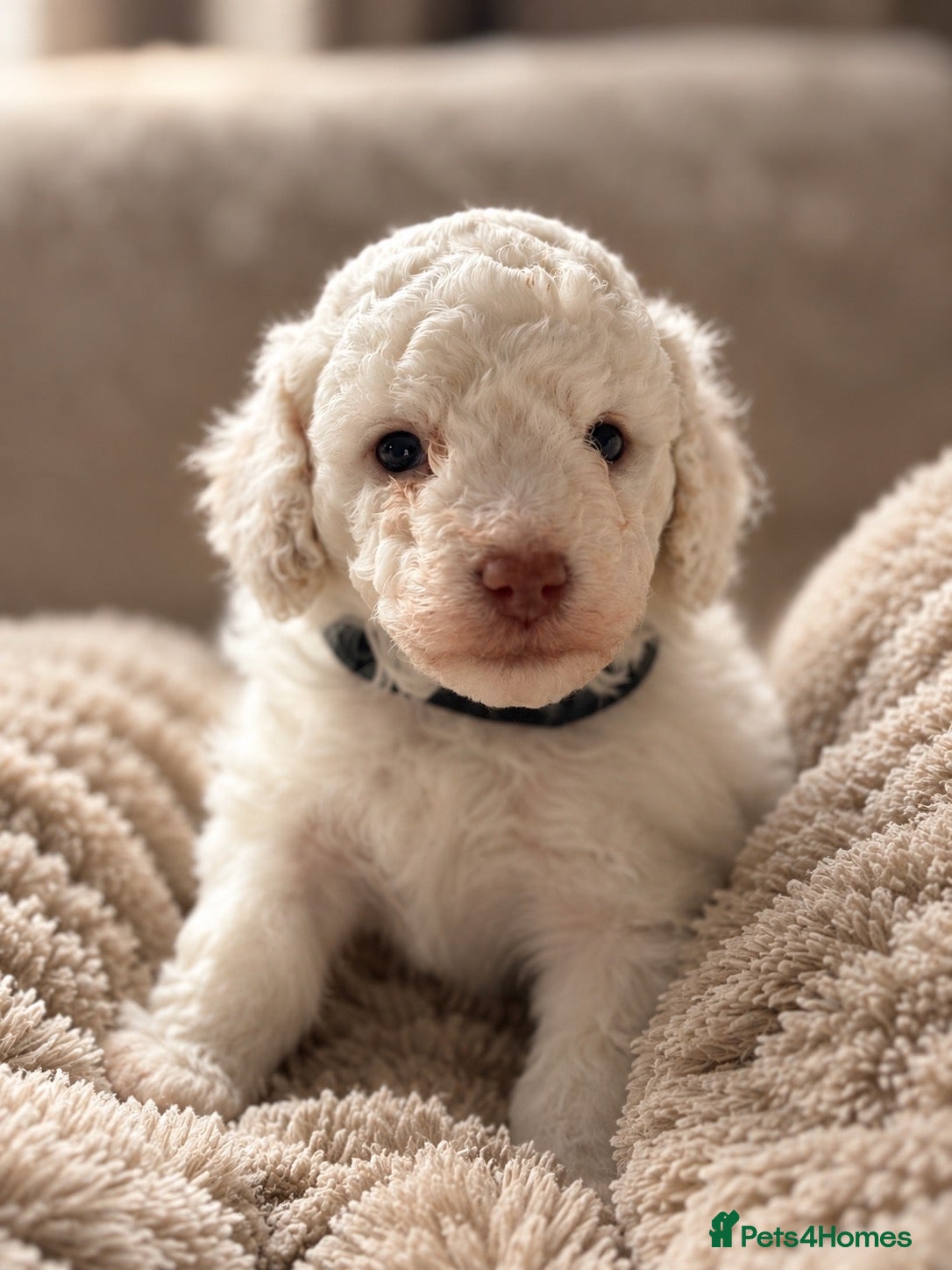 Cavapoo dogs for sale: Outstanding F1b Cavapoo puppies - Advert 22