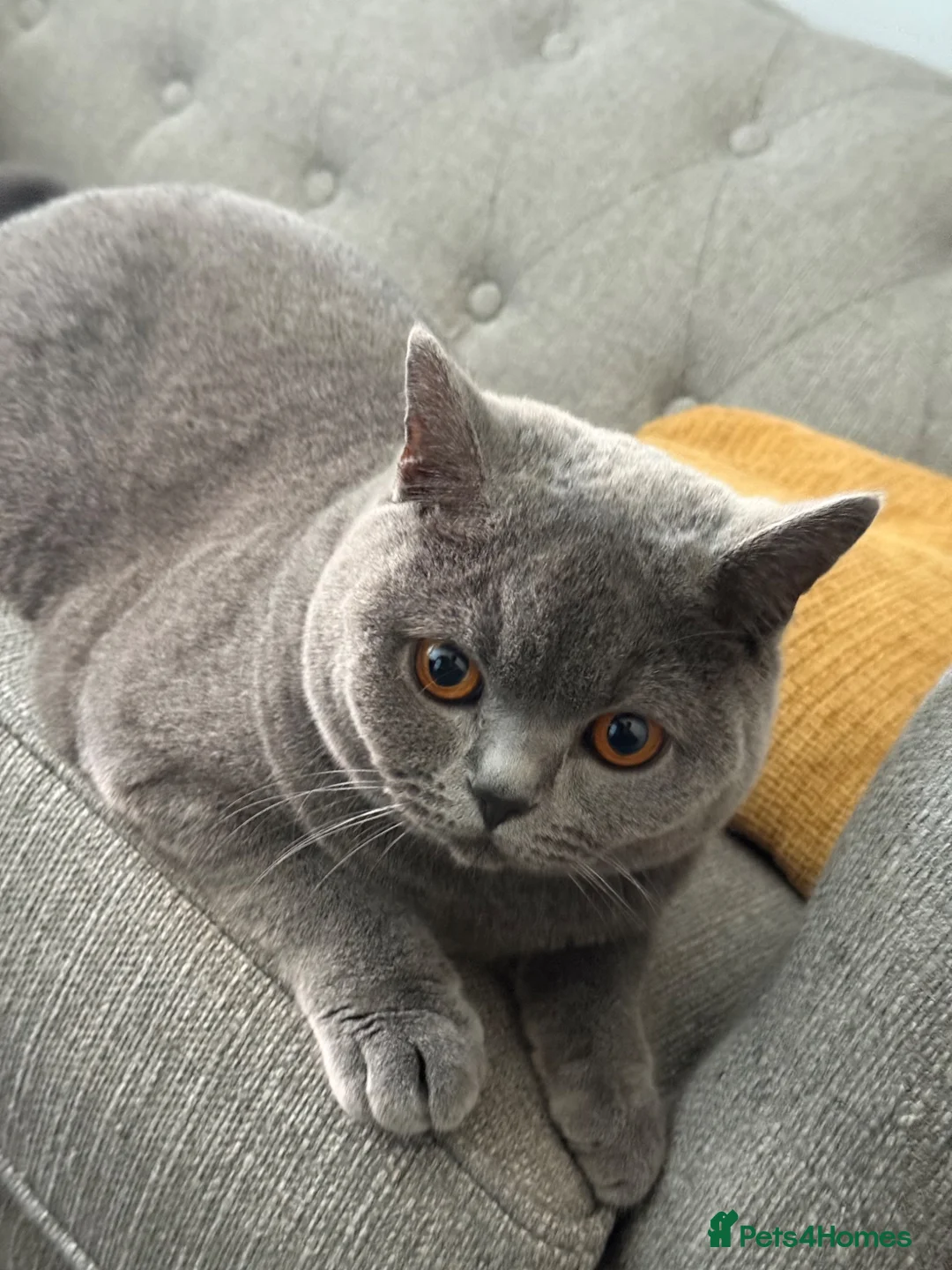 British Shorthair cats for sale: Beautiful Friendly Cat Looking for a Loving Home - Advert 2