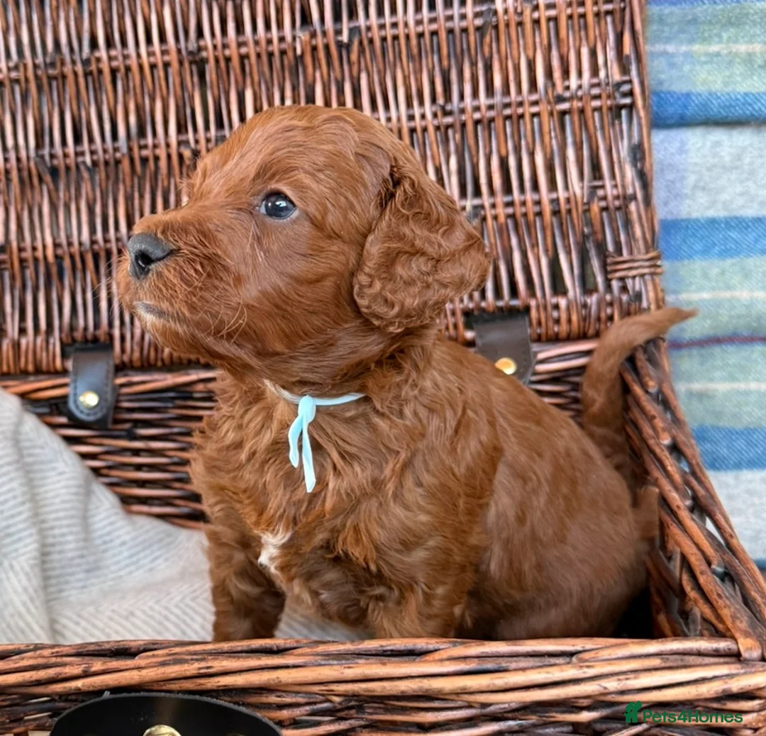 Irish Doodle dogs for sale: 🐾 Irish doodles 🐾 - Advert 14