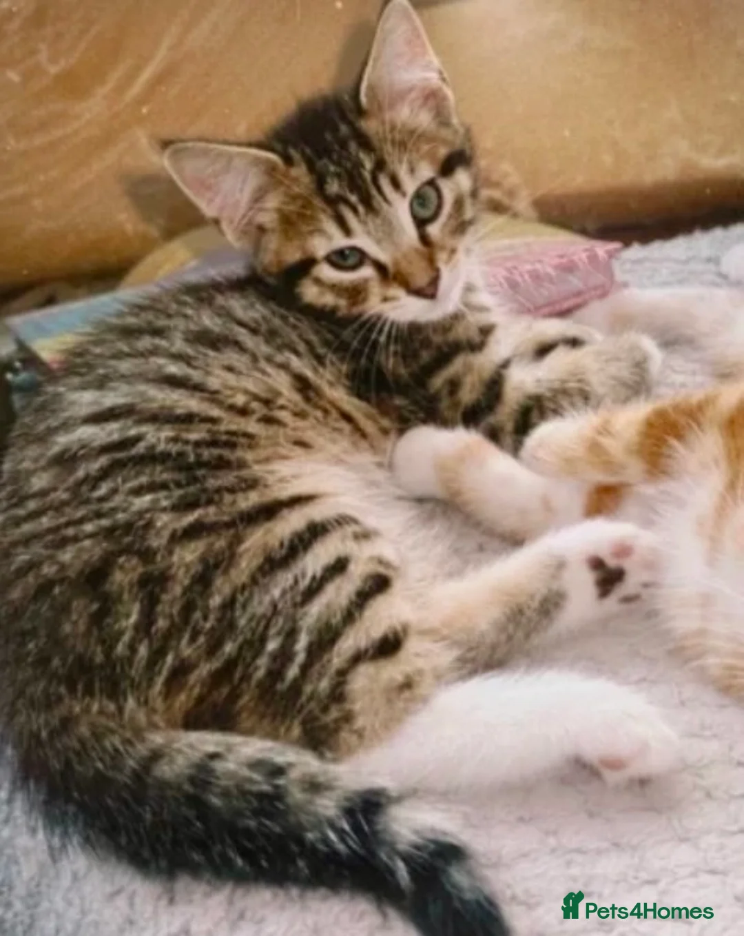 British Shorthair cats for sale: Beautiful Playful Kitten - Ready now - £50 each - Advert 10