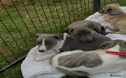 Whippet dogs for sale: Whippet puppies  - Image 8