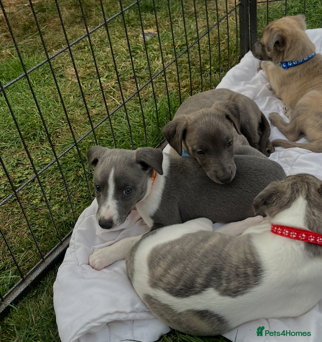 Whippet dogs for sale: Whippet puppies  - Image 8