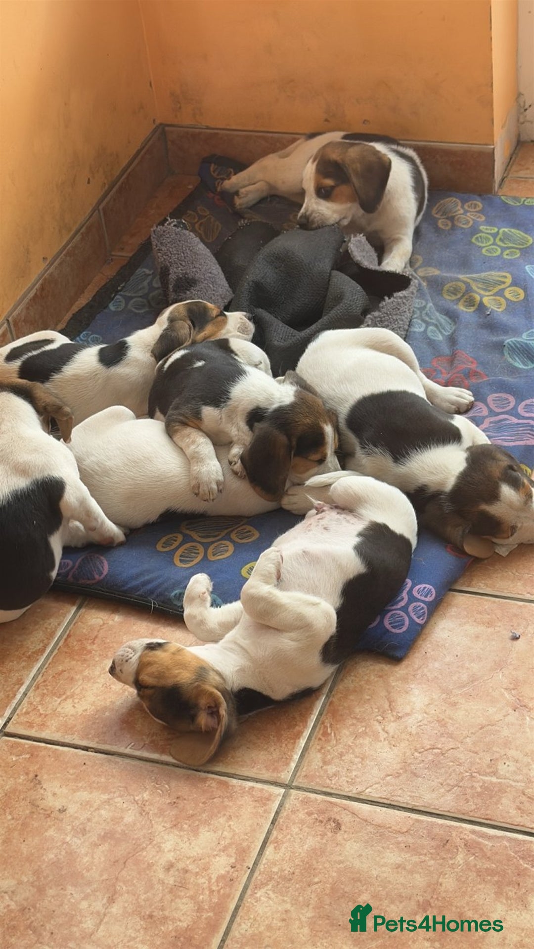 Beagle dogs for sale: Beagle puppies for sale,ready to leave NOW‼️ - Image 12