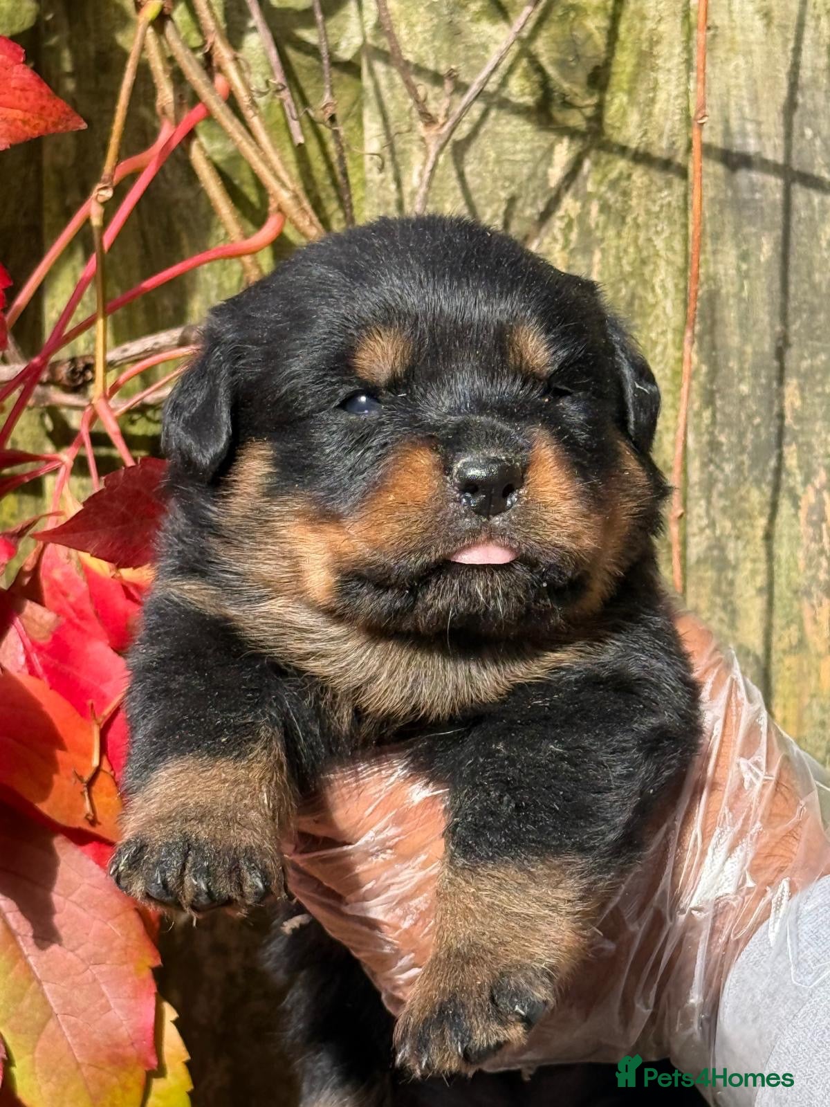 Rottweiler dogs Top quality kc reg Rottweiler pups german/serbian - Advert 2
