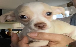 Chihuahua dogs for sale: Chihuahua babies ready now - Image 16