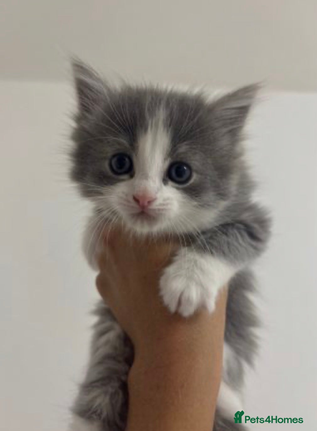 Ragdoll cats for sale: Ragdoll x bengal kittens  - Advert 5