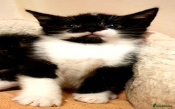 Mixed Breed cats for sale: 5 Gorgeous & Playful Kittens - Image 16