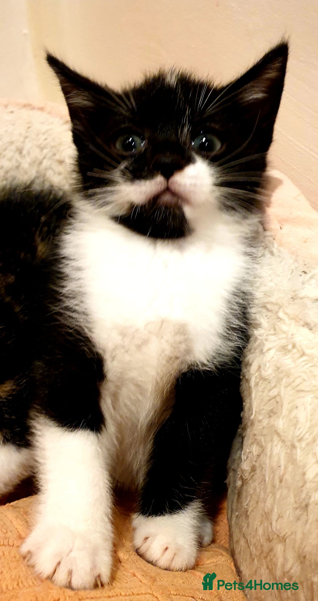 Mixed Breed cats for sale: 5 Gorgeous & Playful Kittens - Image 16