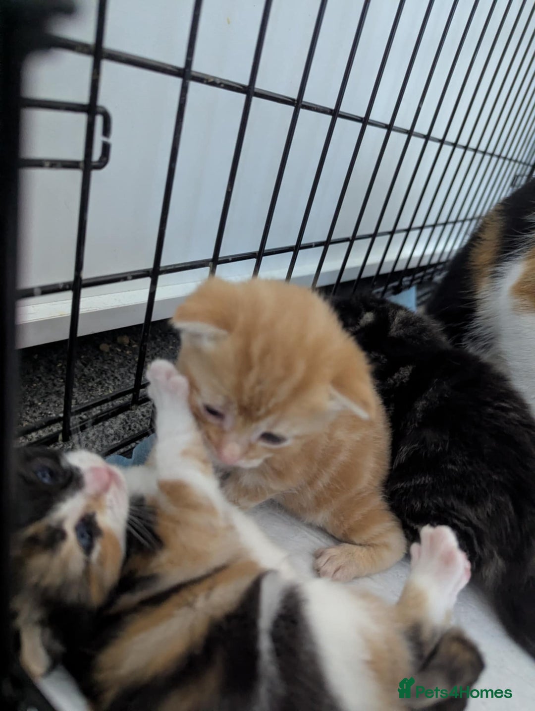 Mixed Breed cats for sale: Beautiful kittens - Image 10