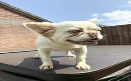 French Bulldog dogs for sale: Visual fluffy frenchie carrying pink, chocolate  - Image 1