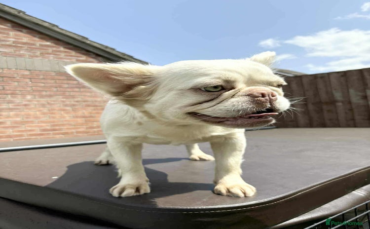 French Bulldog dogs - Advert 1