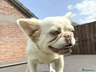 French Bulldog dogs - Advert 1