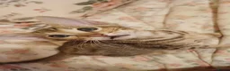 Oriental cats for sale: Tabby oriental  - Advert 6