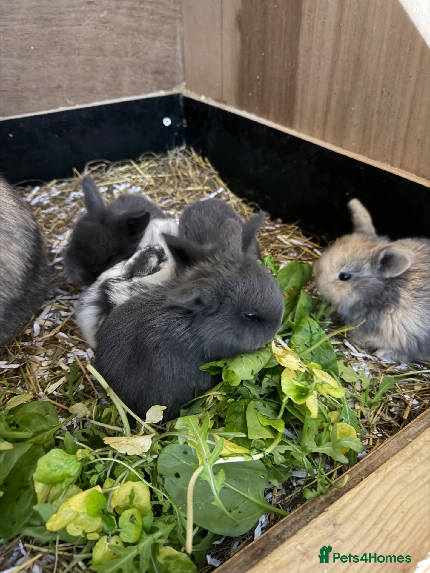 Mini Lop rabbits for sale: Mini Rex & Mini Lop & Lop babies - Advert 1