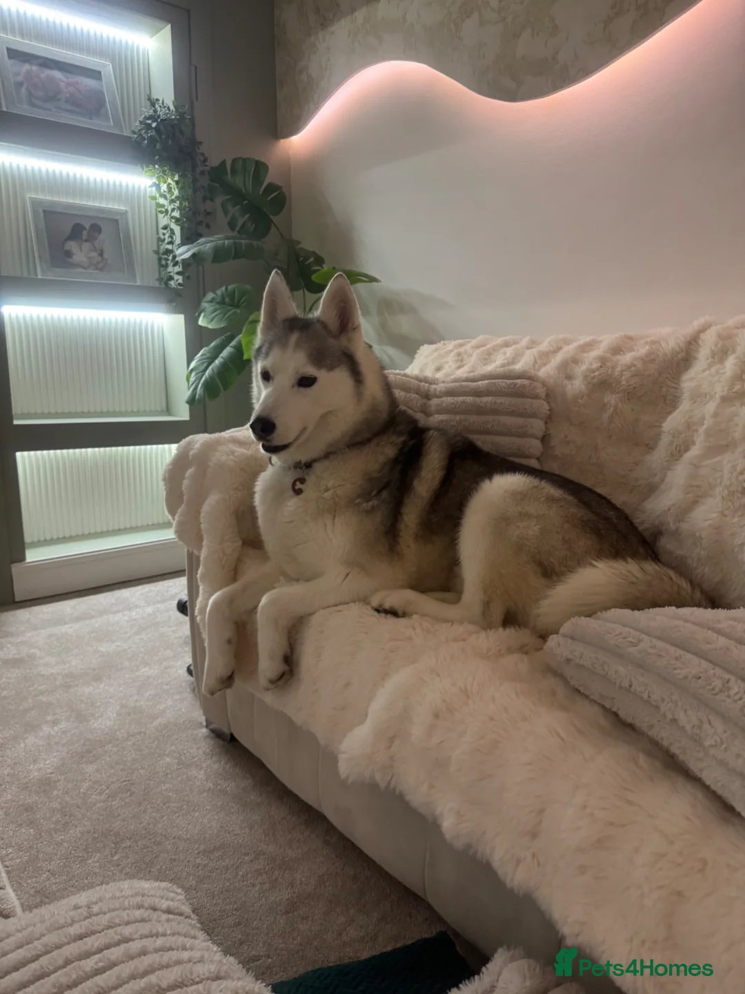 Siberian Husky dogs for sale: Siberian husky  - Advert 1