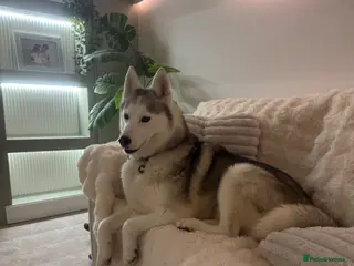 Siberian Husky dogs Siberian husky - Advert 4