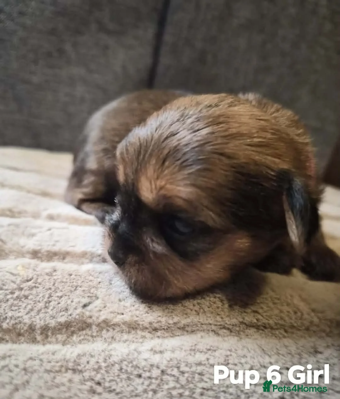 Shorkie dogs for sale: Shorkie puppies  - Advert 24