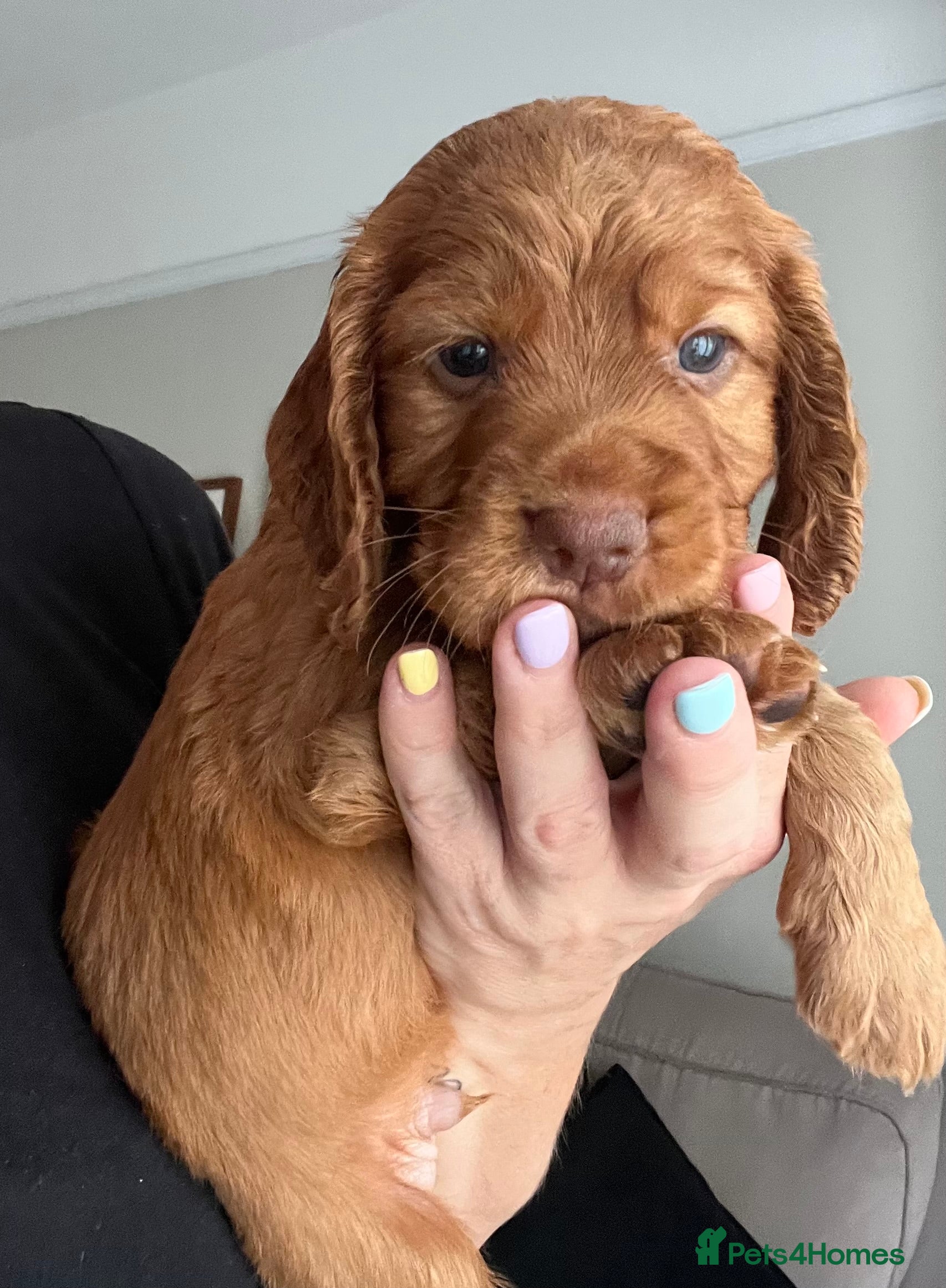 Cocker Spaniel dogs Gorgeous PRA/FN clear working cocker puppies  - Advert 1