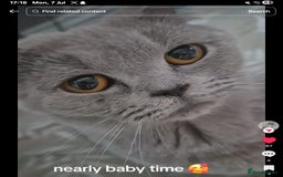 Mixed Breed cats for sale: Beautiful British shorthaired mix mainecoon  - Image 5