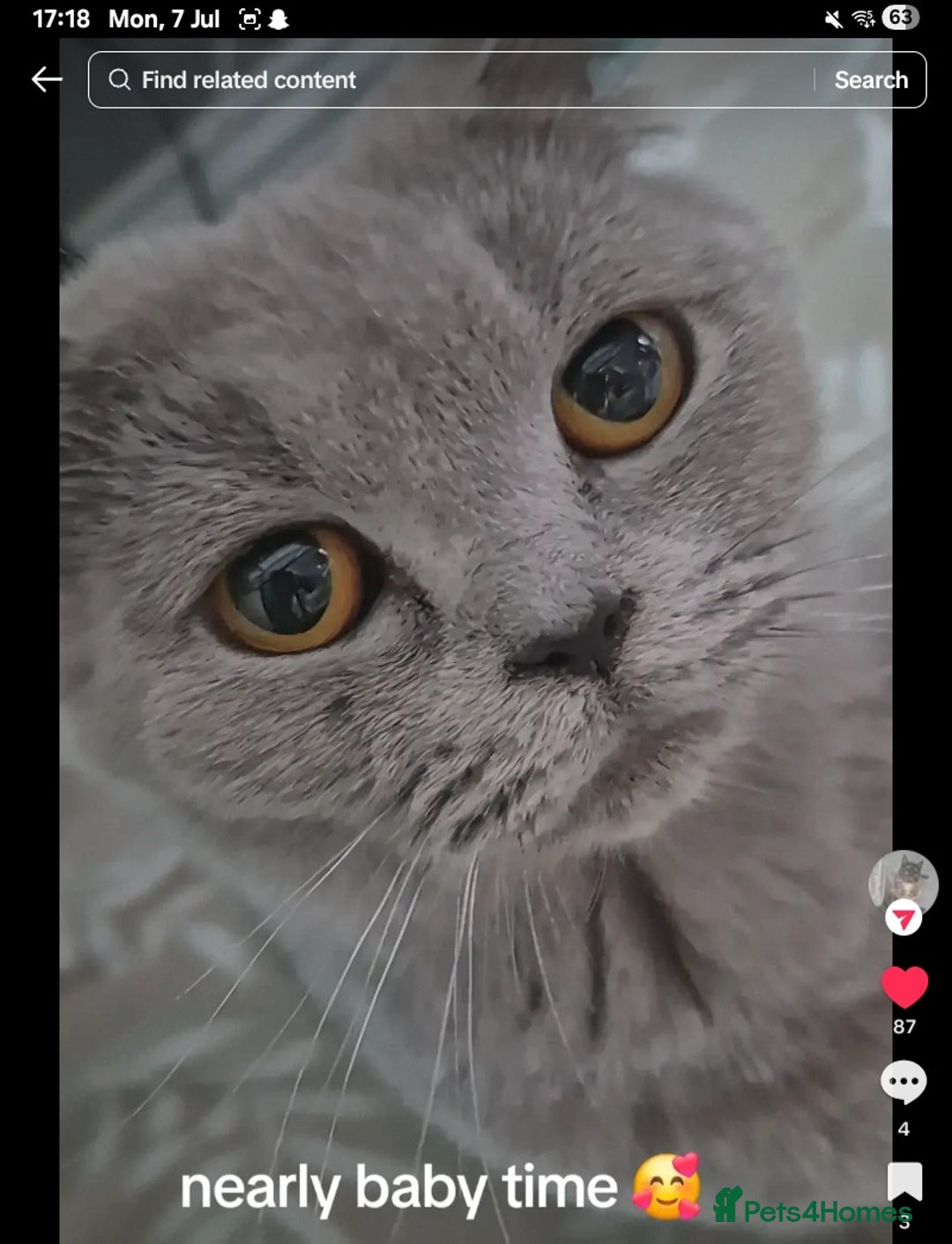 Mixed Breed cats for sale: Beautiful British shorthaired mix mainecoon  - Image 5