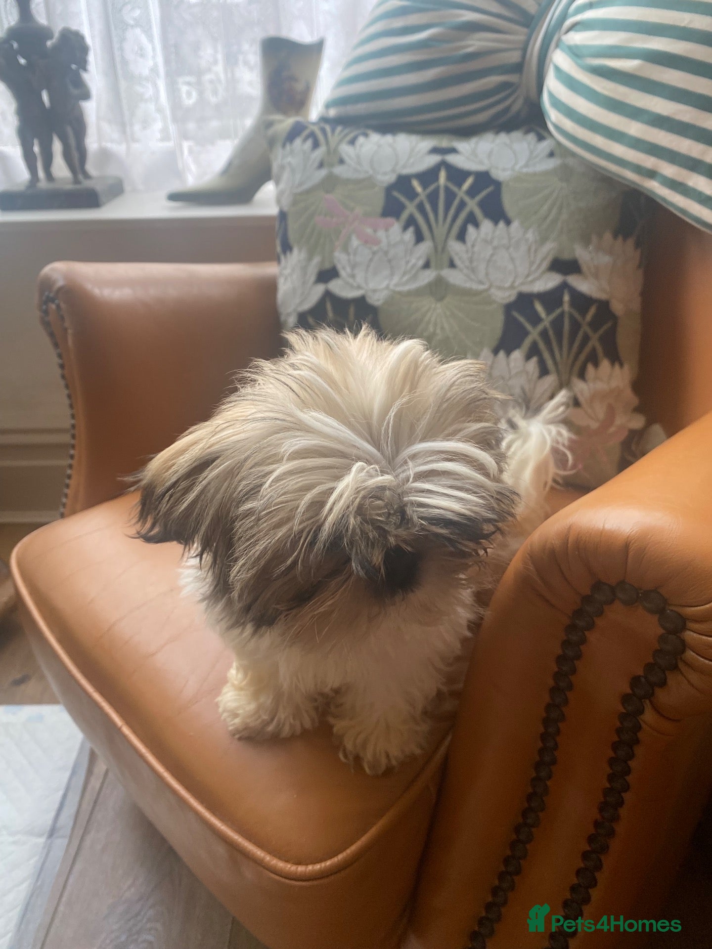 Shih Tzu dogs Beautiful imperial shihtzu pups for sale  - Advert 2