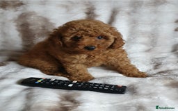 Toy Poodle dogs for sale: KC red Toy Poodle, DNA tested, champion bloodline - Image 10