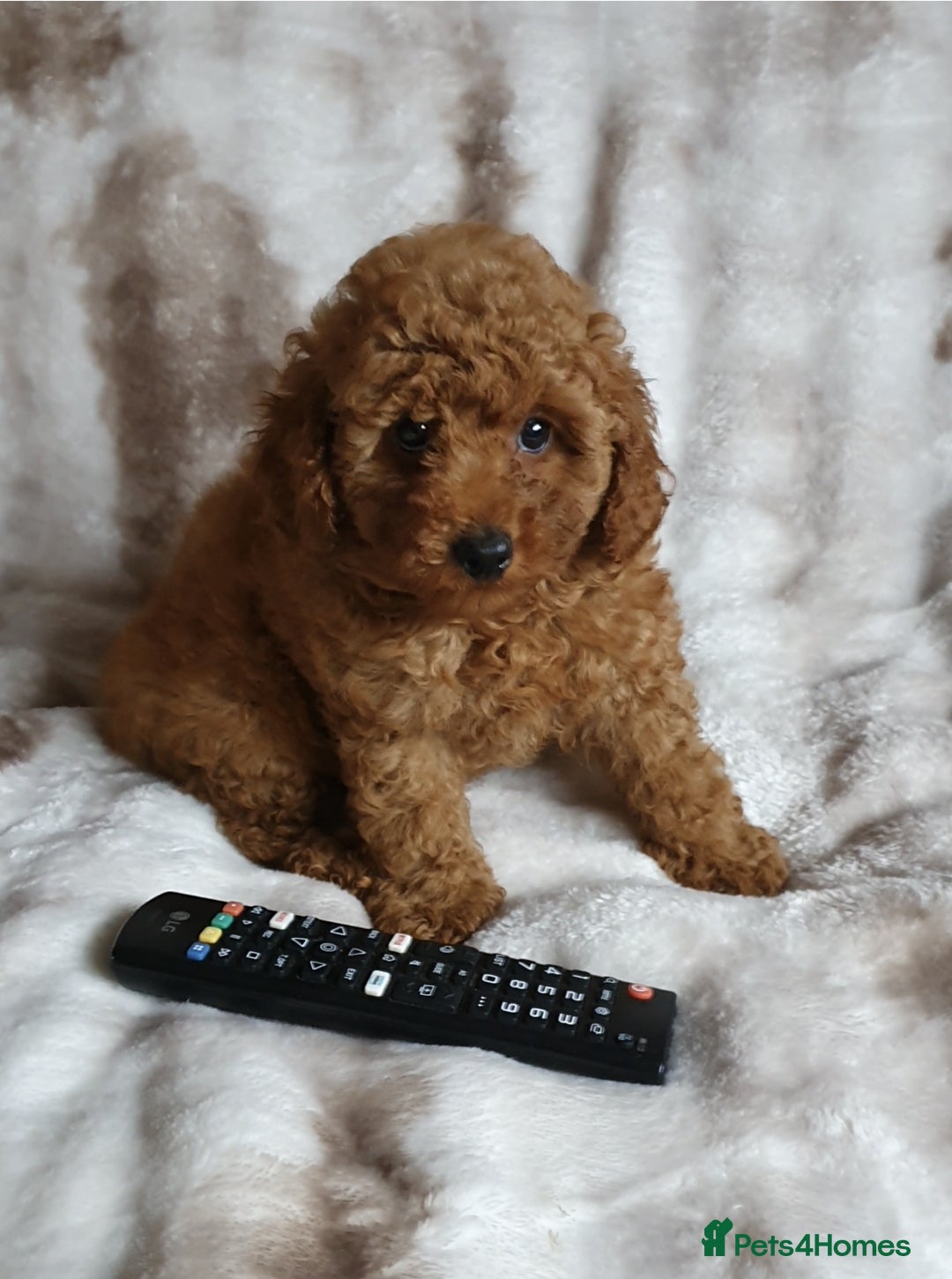 Toy Poodle dogs for sale: KC red Toy Poodle, DNA tested, champion bloodline - Image 10