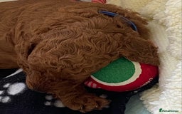Labradoodle dogs for sale: Stunning red miniature labradoodle puppies - Image 22