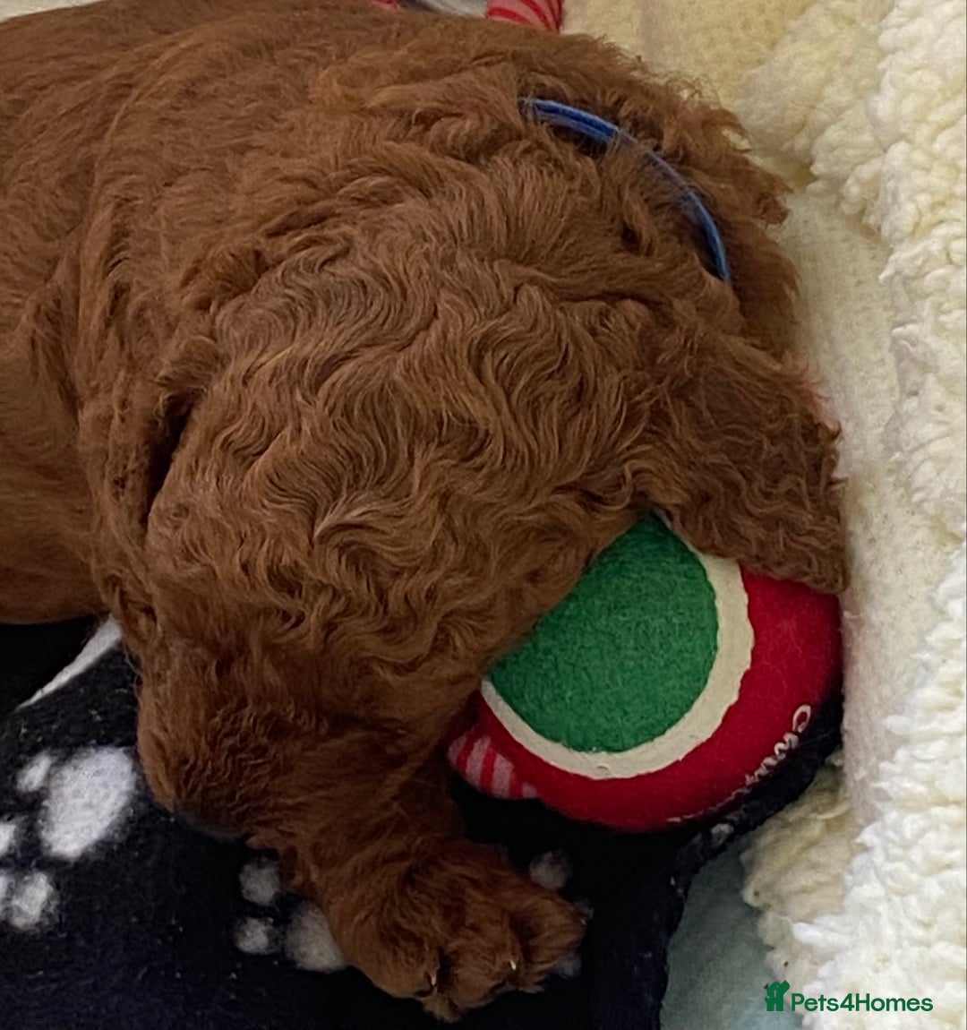 Labradoodle dogs for sale: Stunning red miniature labradoodle puppies - Image 22