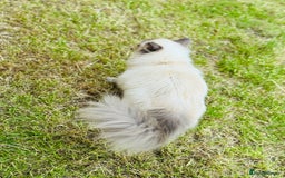 Ragdoll cats for sale: Beautiful 9 month blue point ragdoll for rehoming  - Image 5